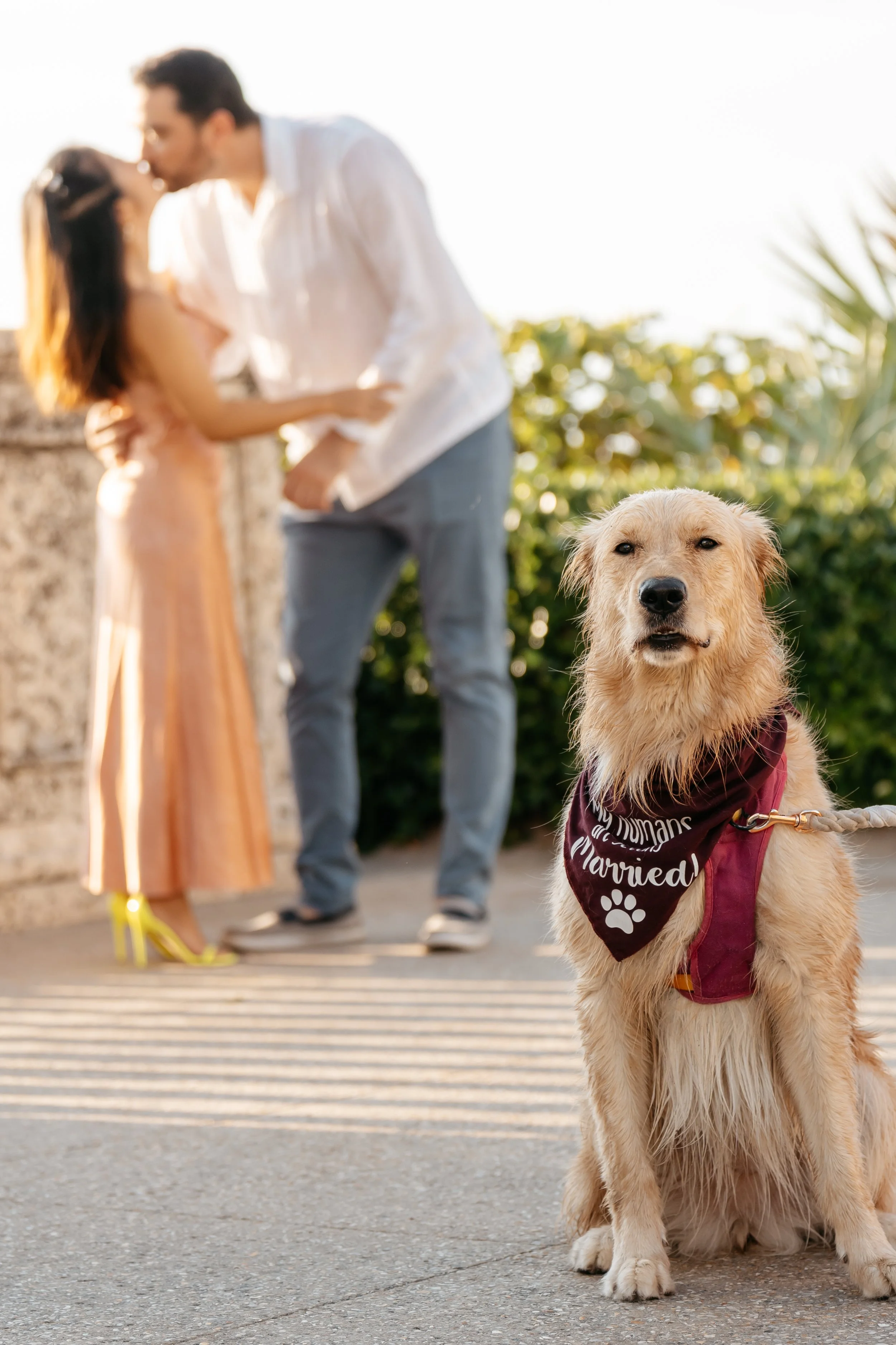 A dog wearing a maroon bandana that reads 'Humans Married,' sitting on the sidewalk with two people, a man and a woman, in the background kissing during sunset. The woman is wearing a peach-colored dress and yellow heels, and the man is in a white sh