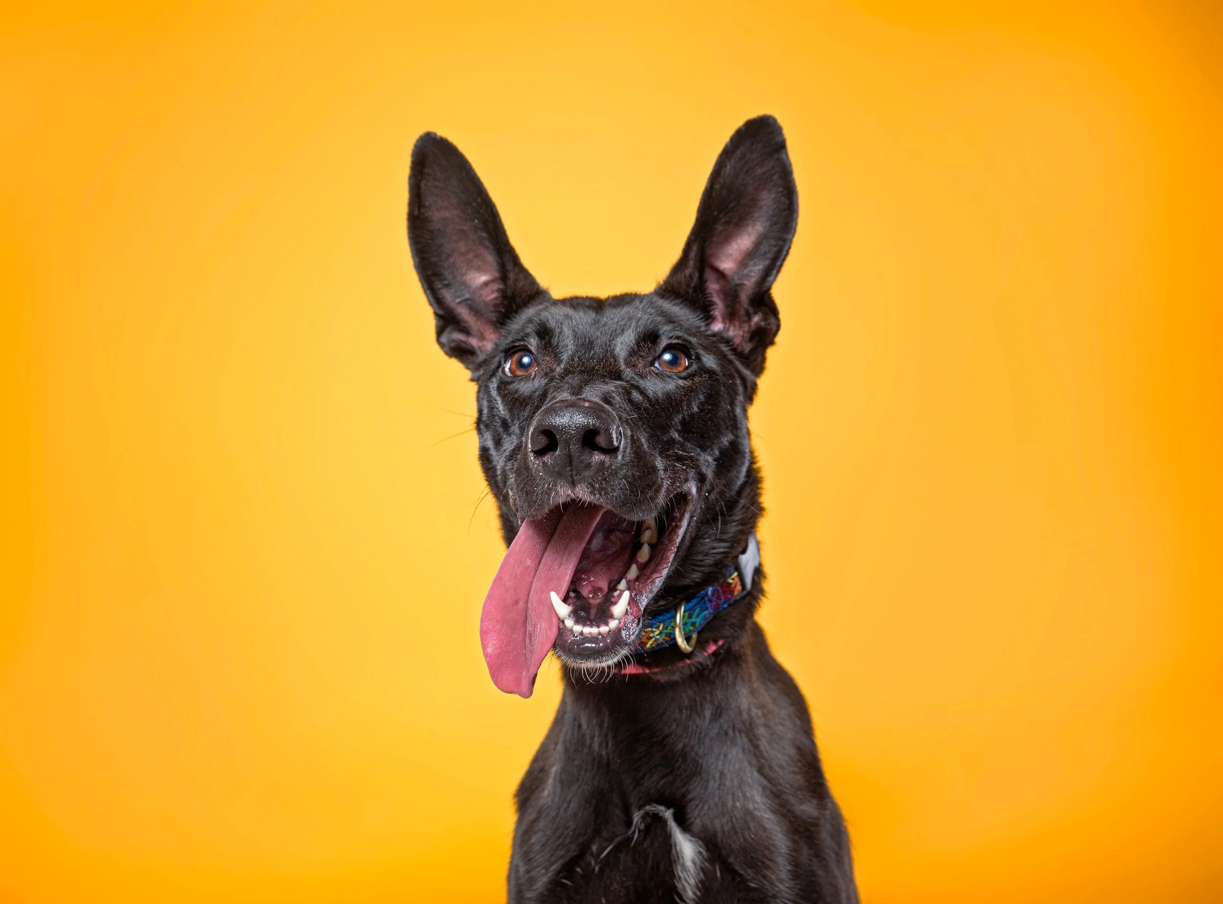 Pet Photography.jpeg