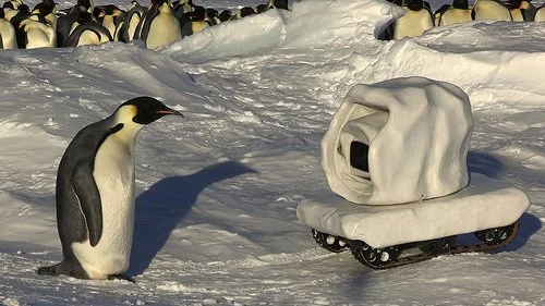 penguins in the arctic