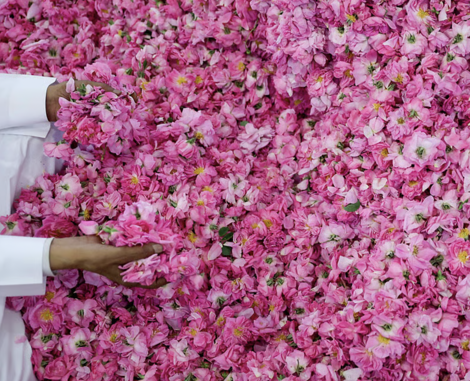 The Journey Of Rose Water From Taif
