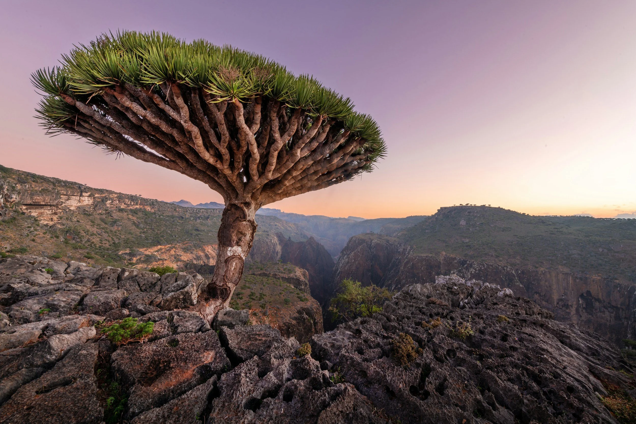 Secrets of Southern Socotra 