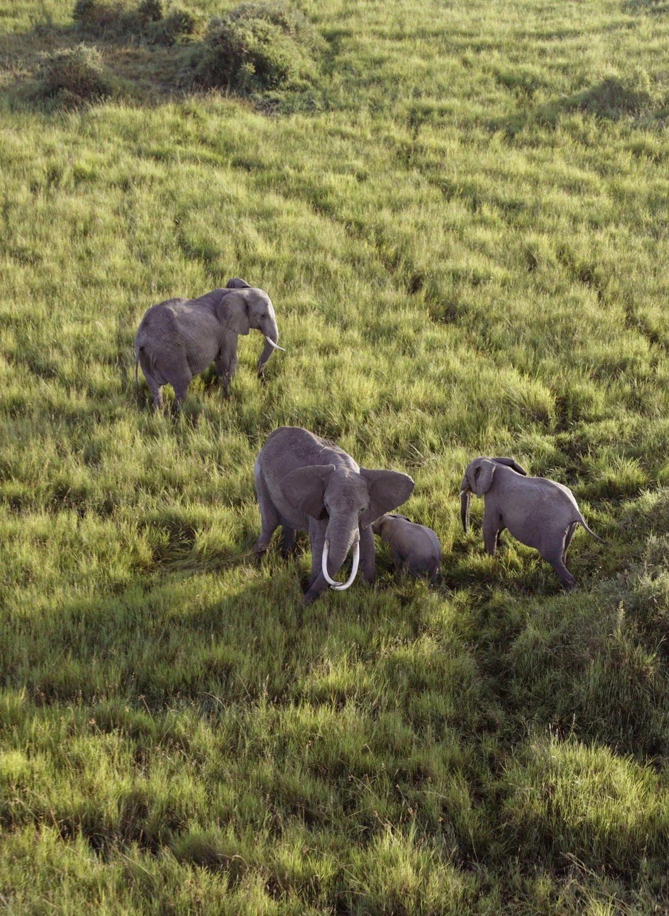A herd of elephants walking across a grassy field with rolling hills in the background in the Kenia Serengeti