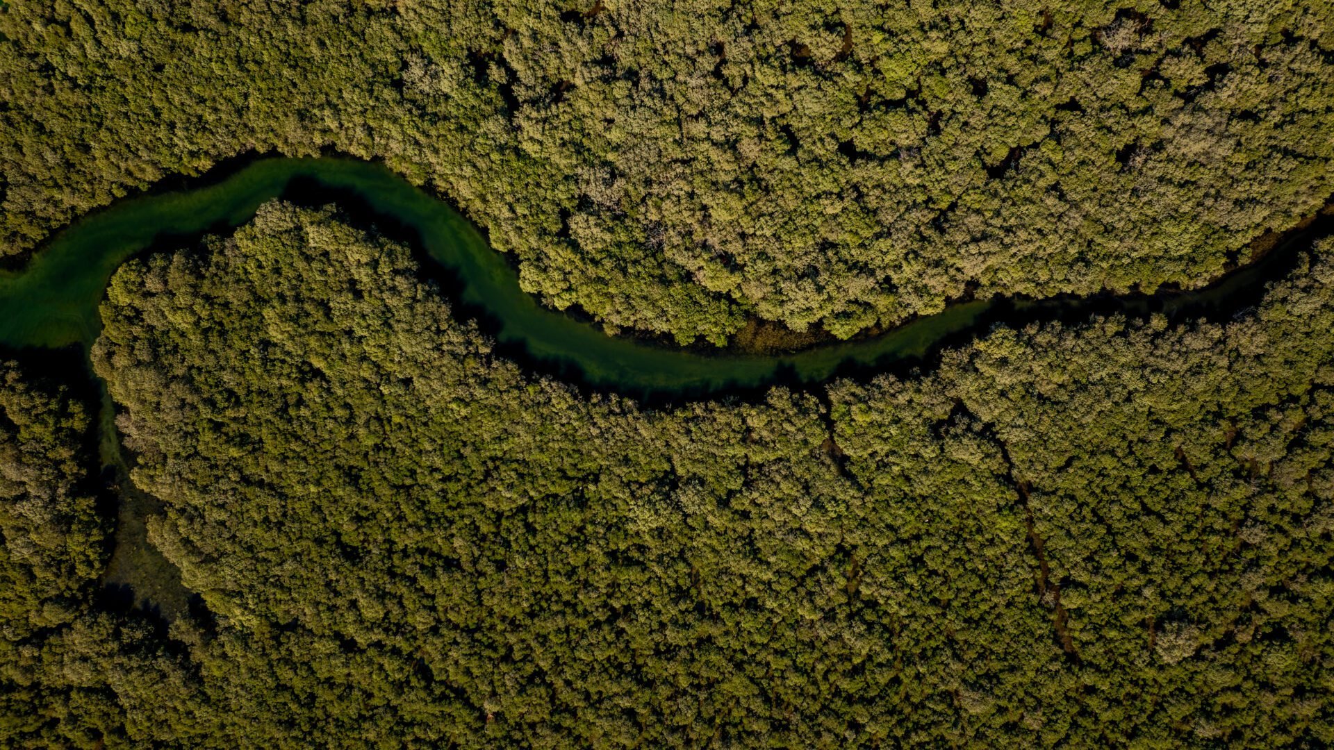 An aerial view of a winding river flowing through a dense forest with trees covering the landscape.