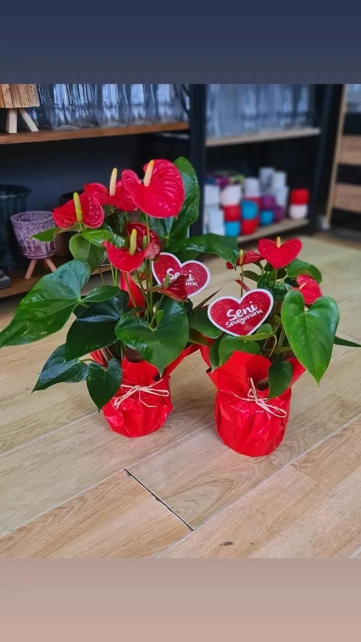 WhatsApp Image 2026-02-13 at 14.00.16 (6).jpeg