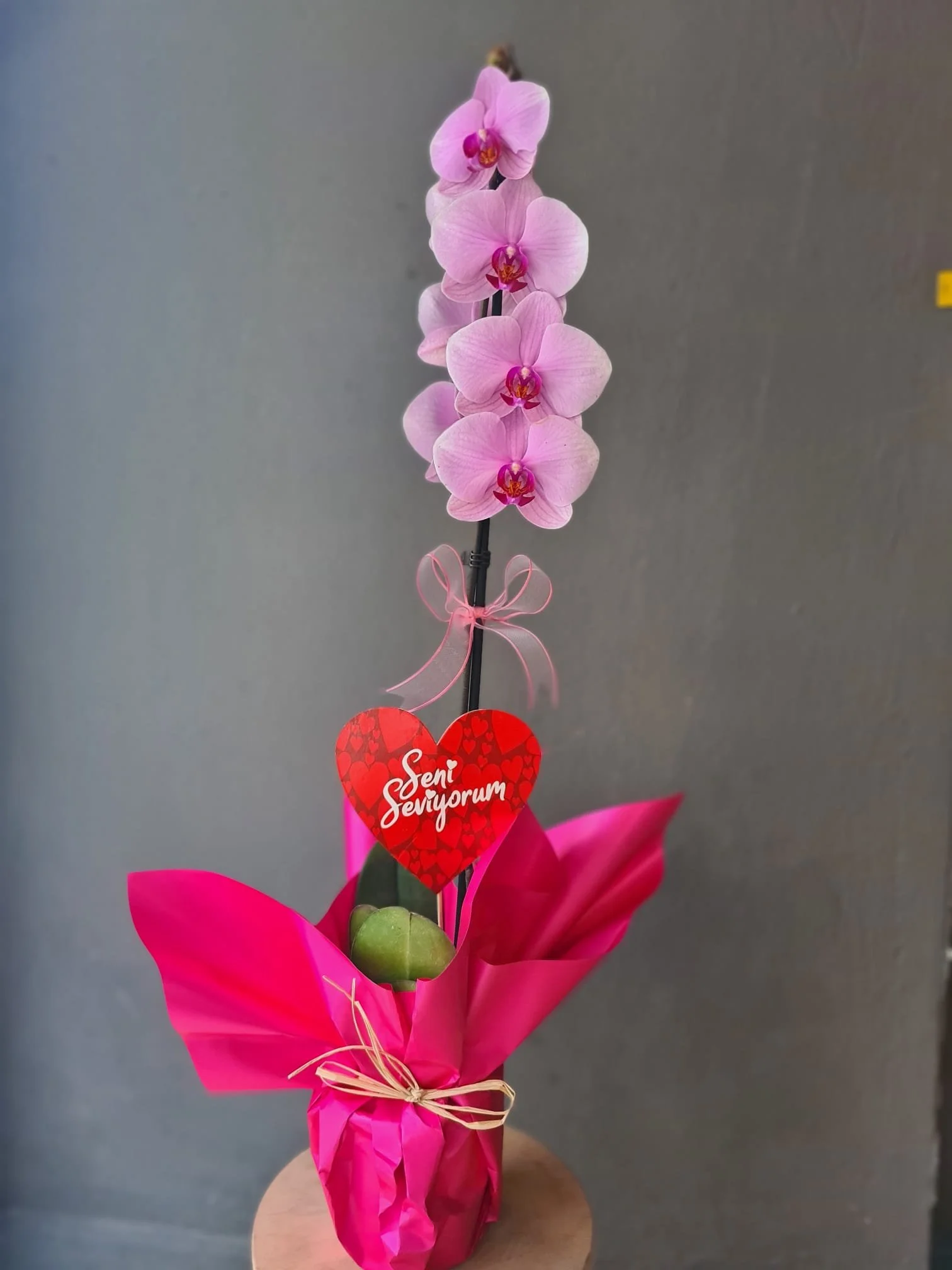 WhatsApp Image 2026-02-13 at 14.00.15 (5).jpeg