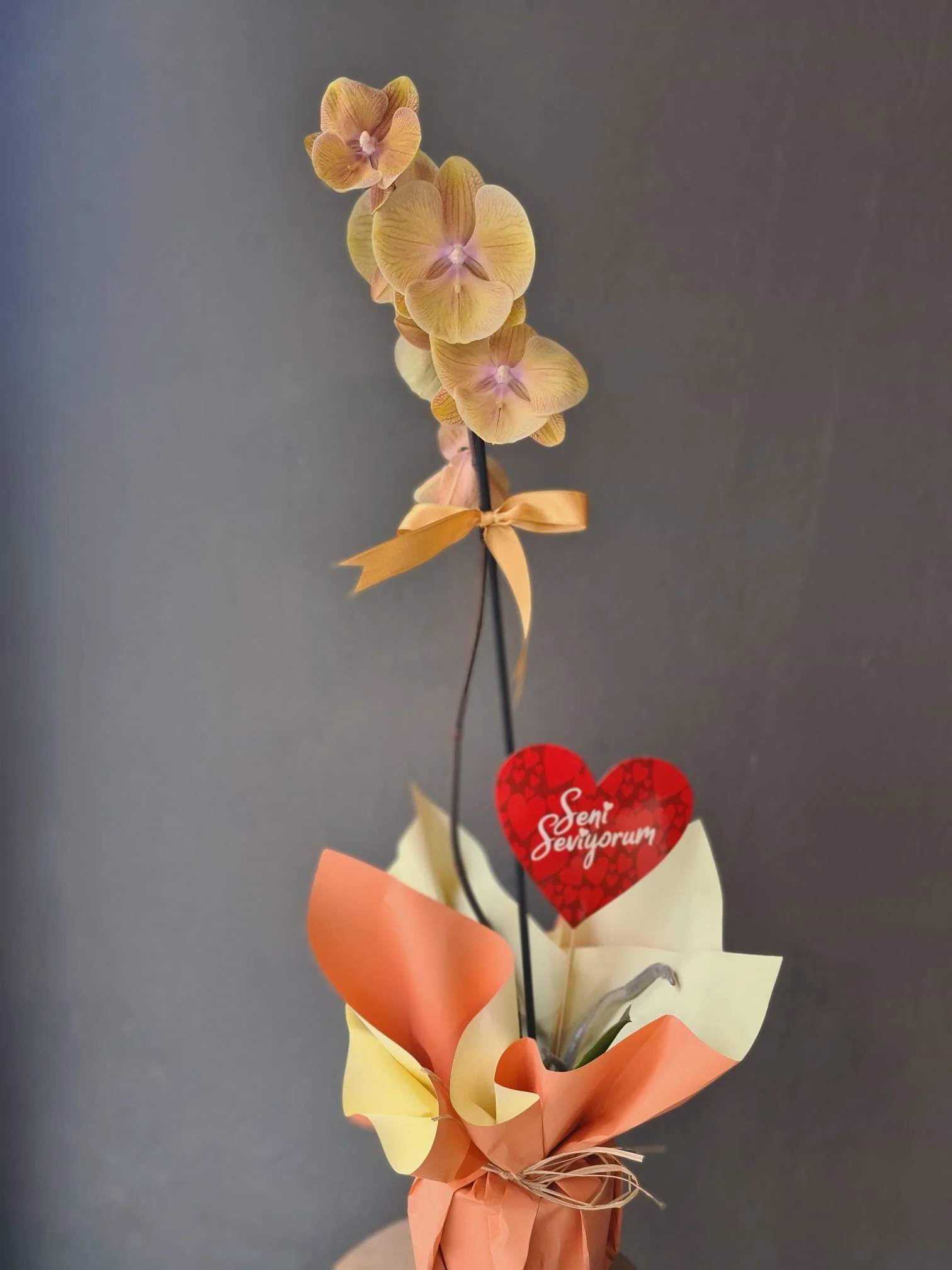 WhatsApp Image 2026-02-13 at 14.00.15 (3).jpeg