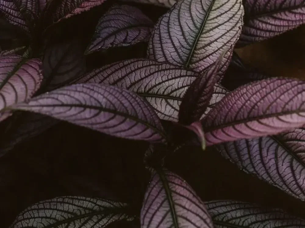 095A5172 square.webp