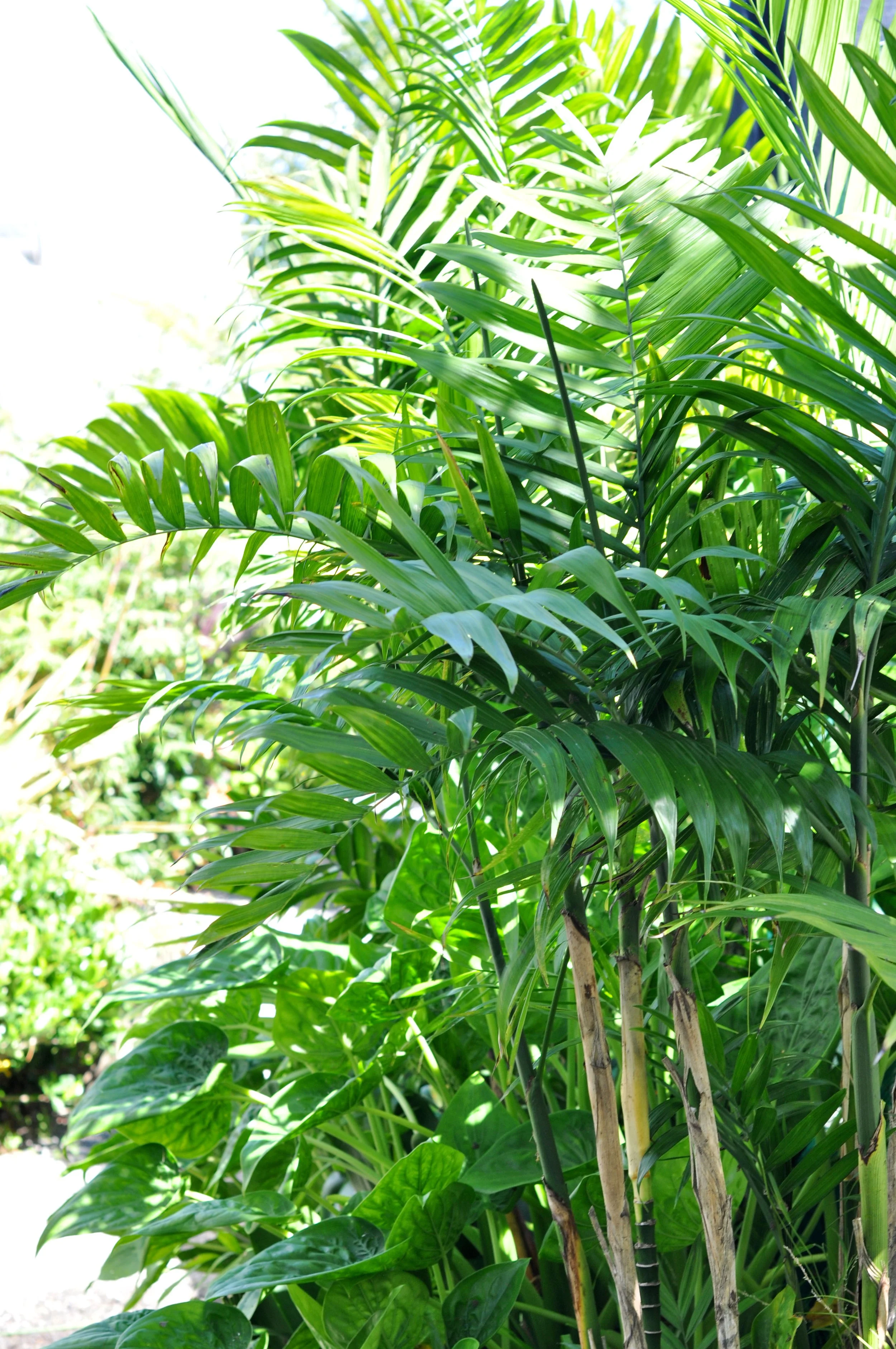 Bamboo palm