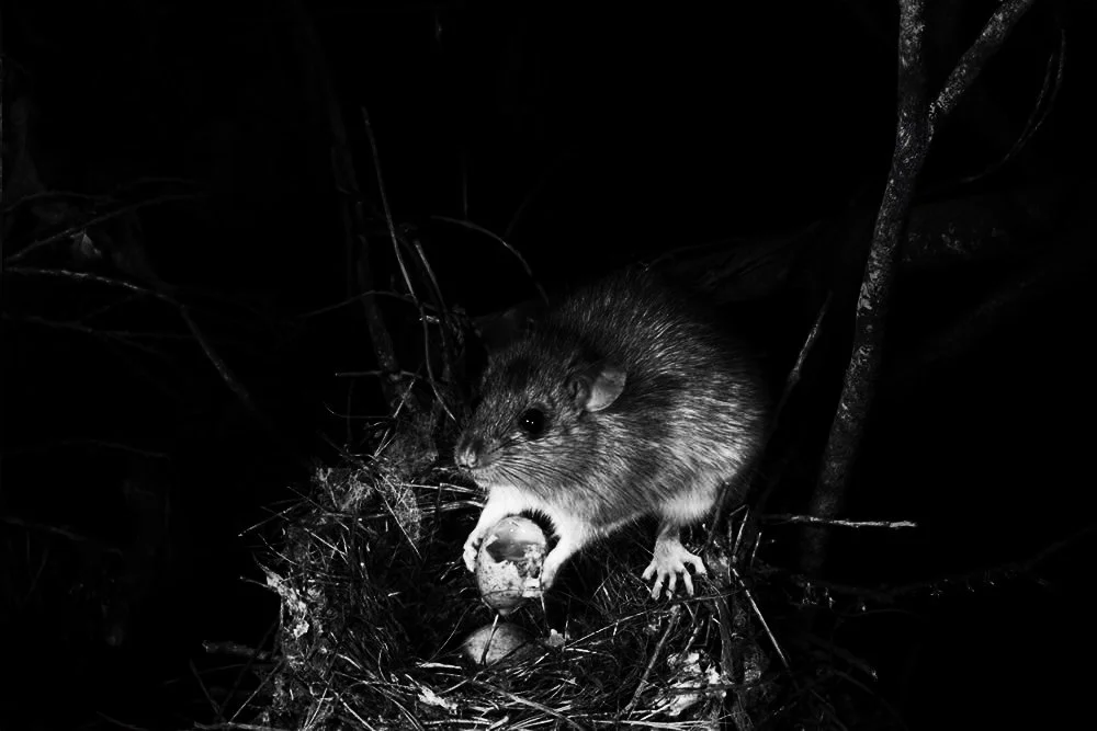 rat caught on camera eating egg