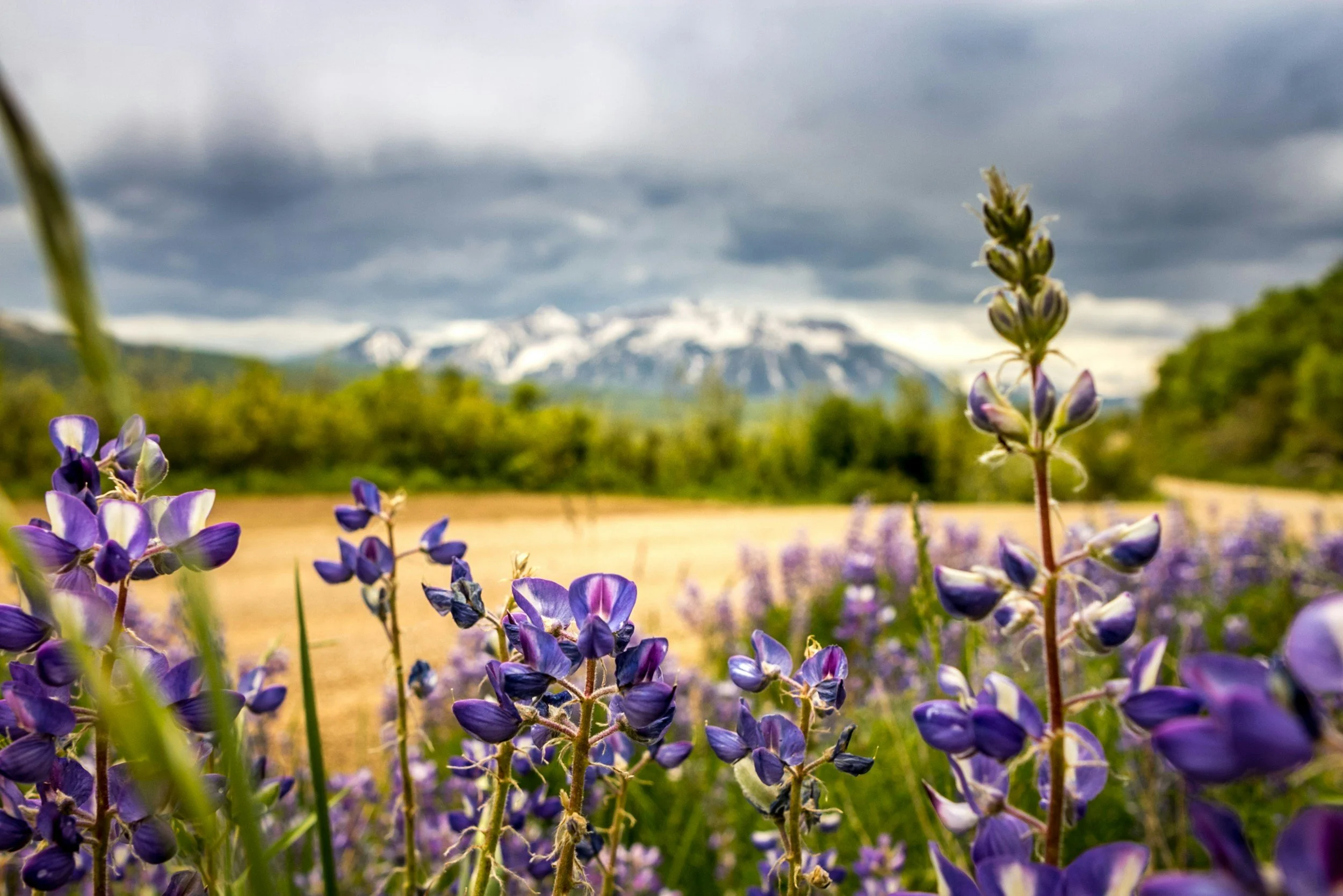 Purple wildflowers in foreground with green trees and snow-capped mountains under a cloudy sky in the background.