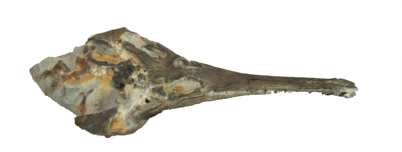Champsosaurus reproduction for the ROM
