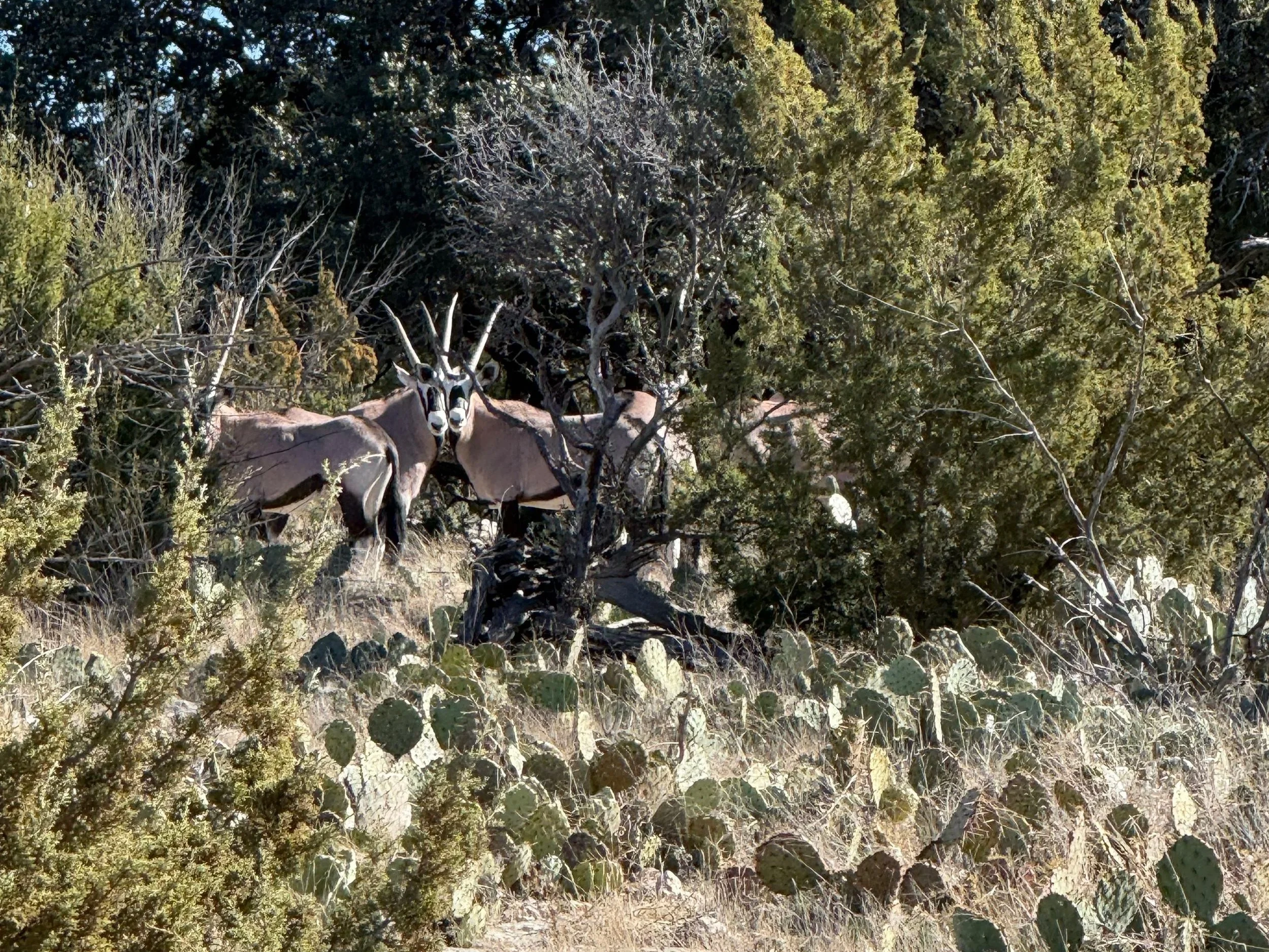 Joker's Wild Ranch - Gemsbok, Axis and Whitetail Deer Near Christoval, Texas