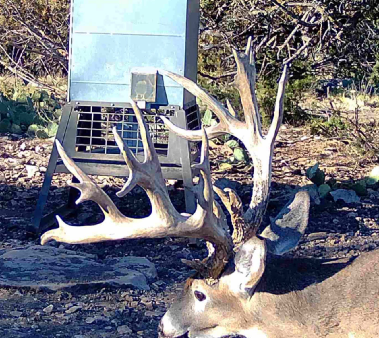 Whitetail deer near Christoval, Texas