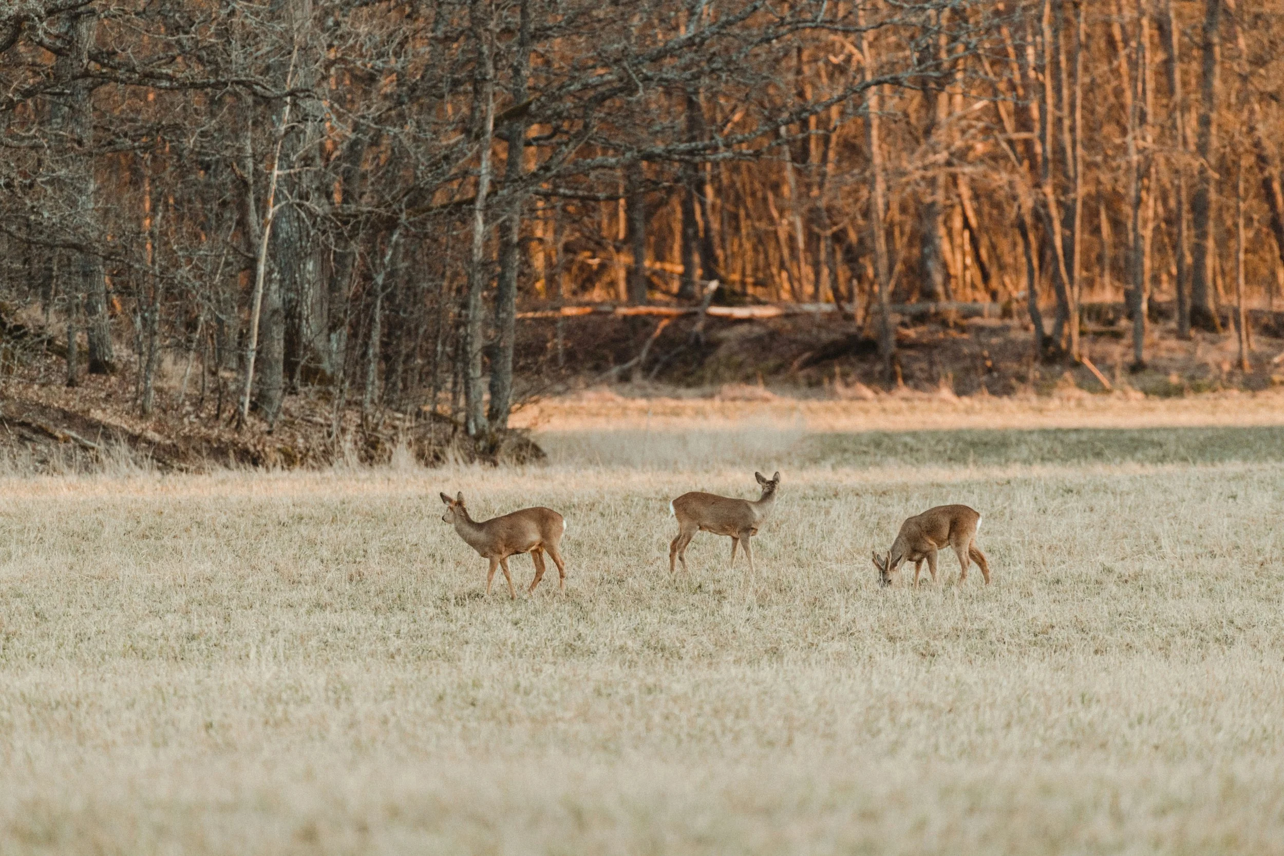 The Hidden Value of Your Land: Landowners Guide to Hunting Leases