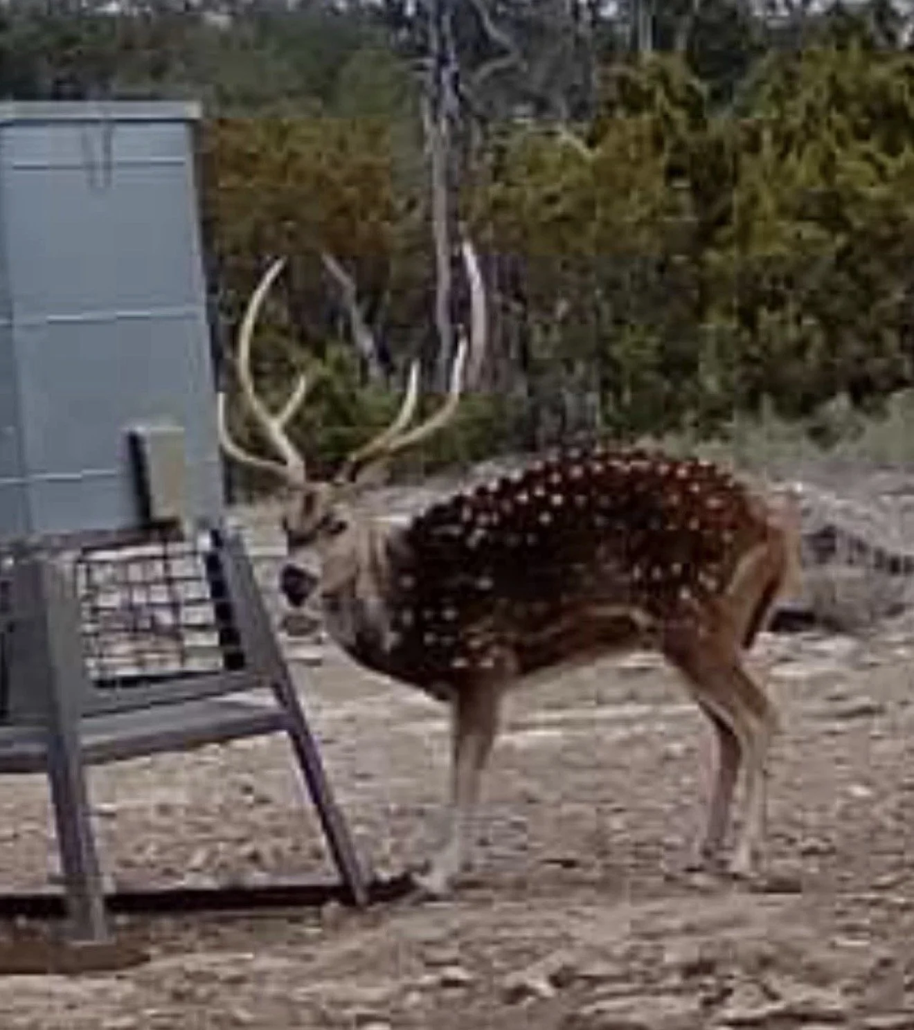 Axis buck near Christoval, Texas