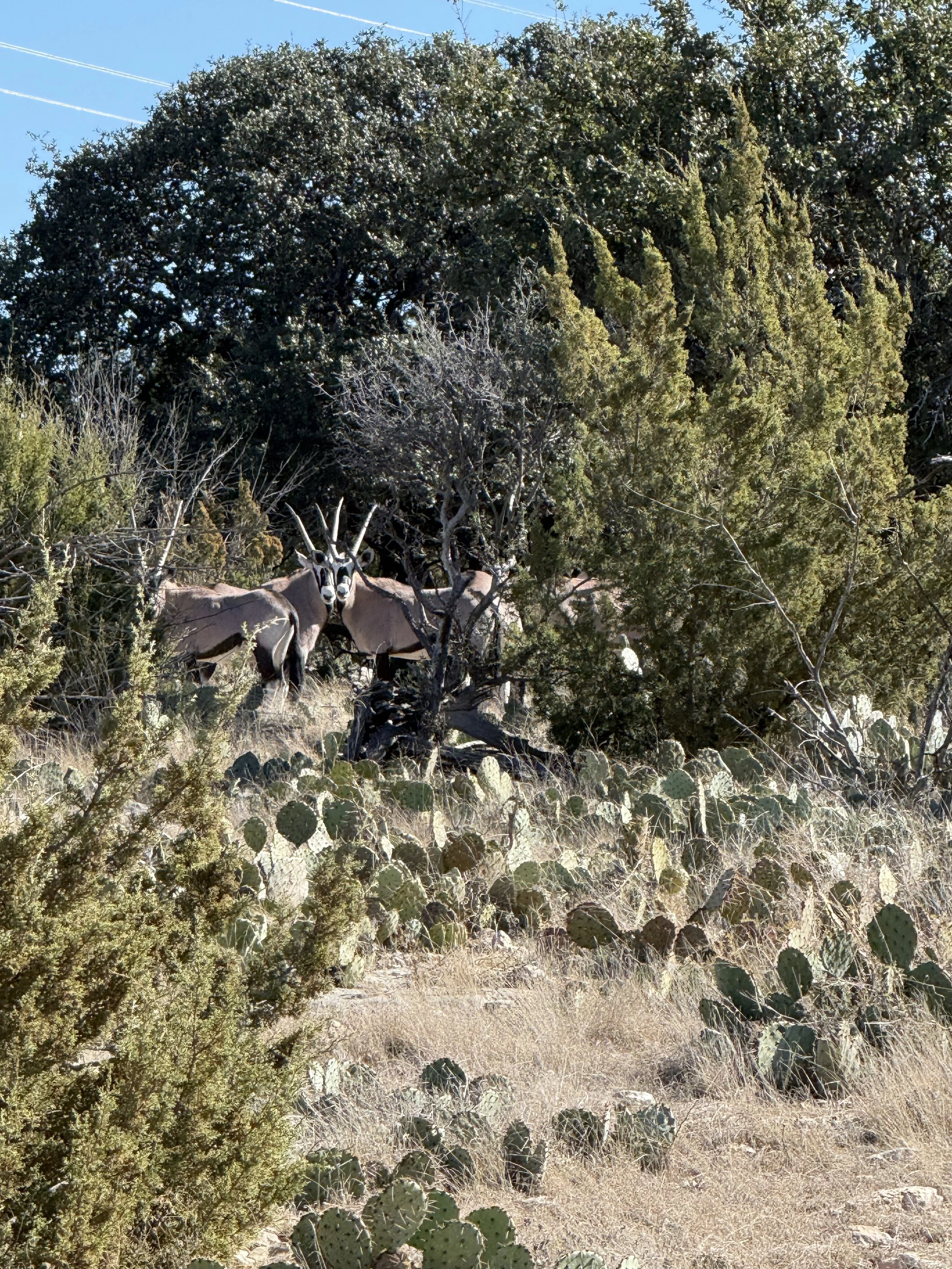 Gemsbok near Christoval, Texas