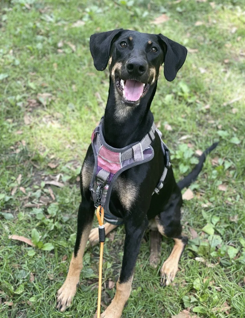 A cheerful black and tan dog sitting on green grass outdoors, wearing a harness with a leash attached.