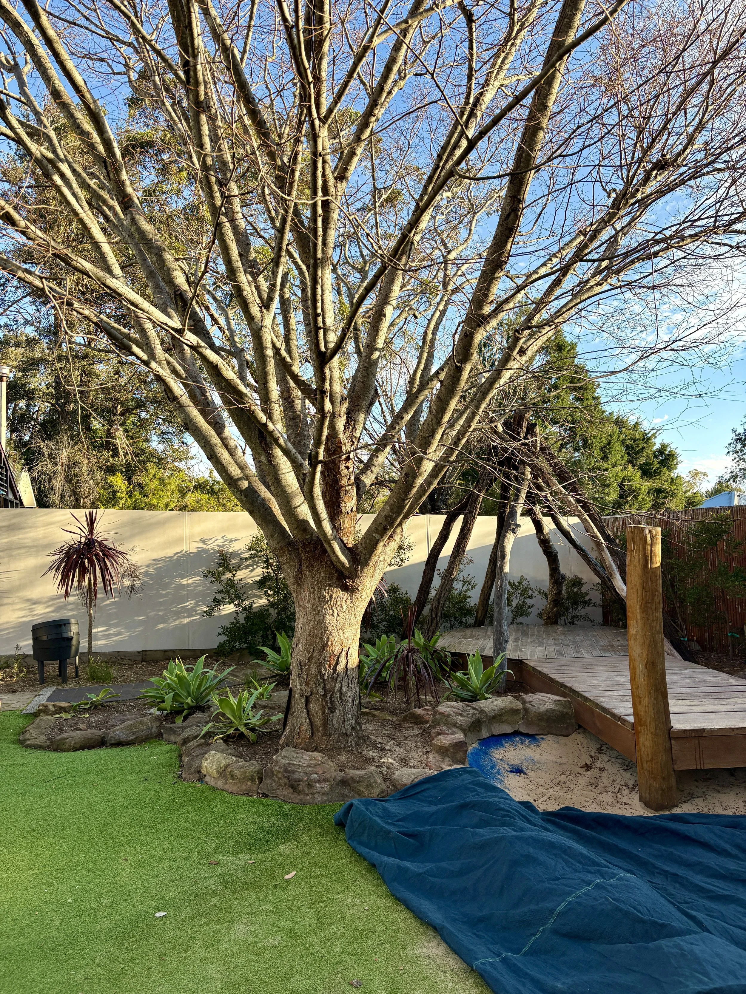 Tree with bare branches in a backyard, with a wooden deck and various plants around, blue sky with some clouds in the background.