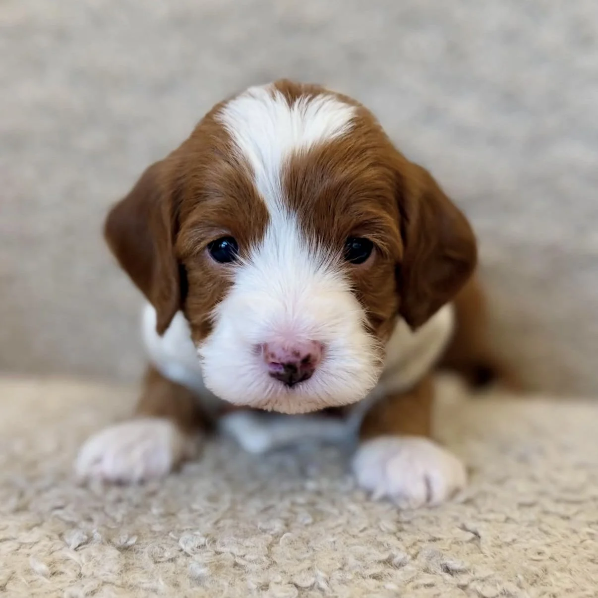 Close-up of a cute brown and white puppy with blue eyes, lying on a beige carpet.