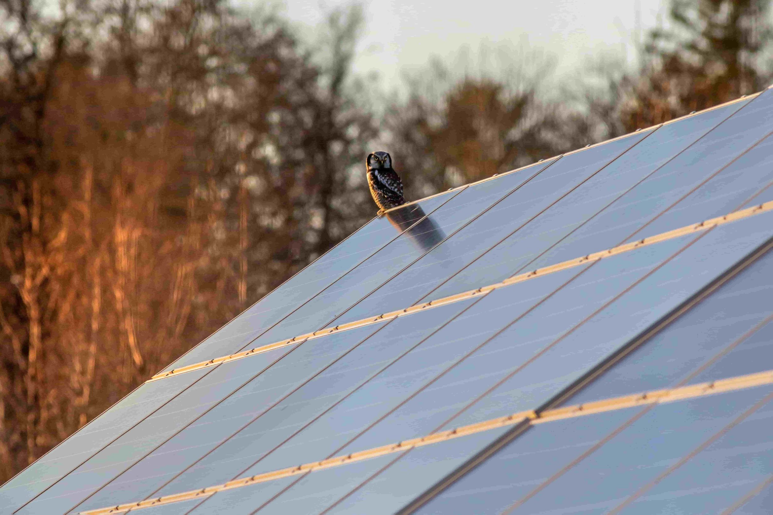 Owl on solar panels