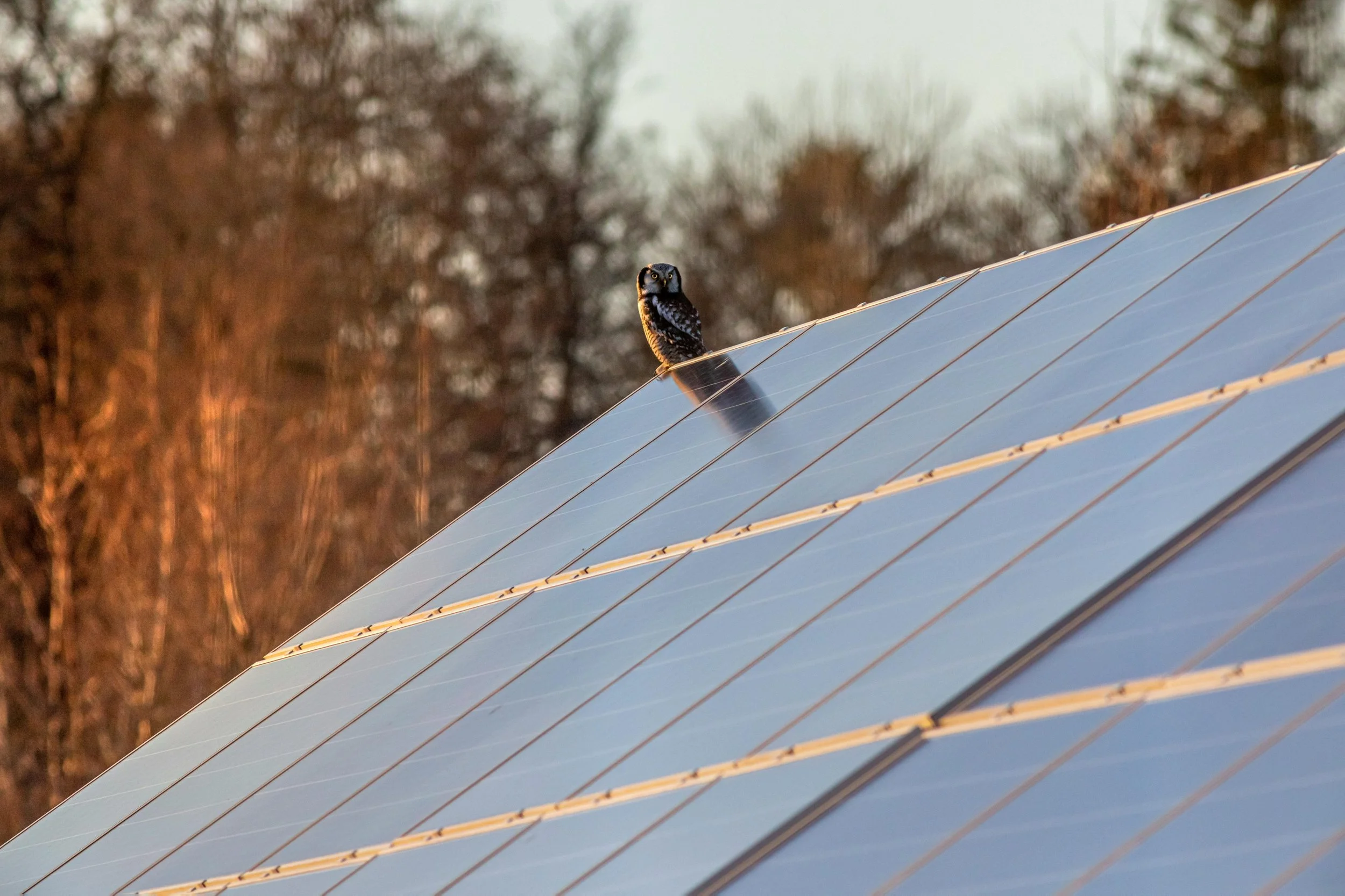 An owl perched on a solar panel with trees in the background.