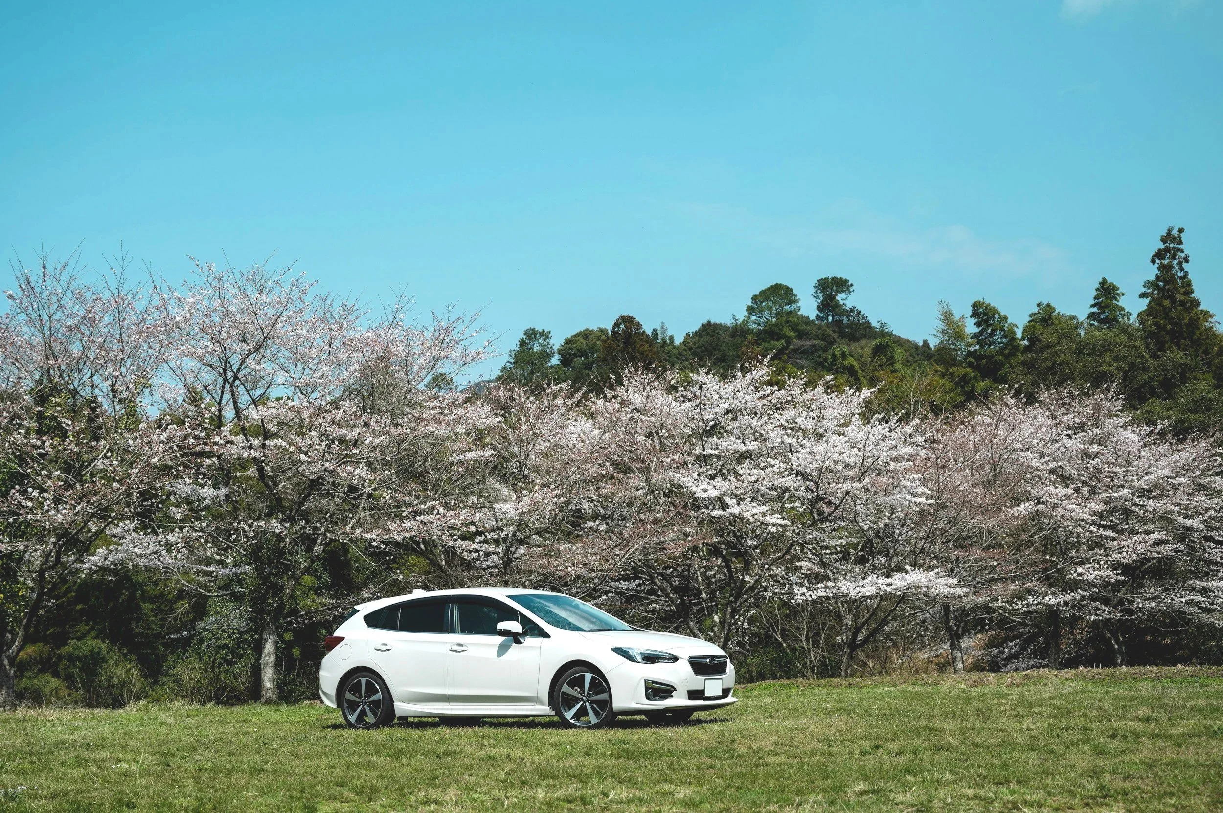 Hatchback car on a grass field in Japan with cherry trees in bloom