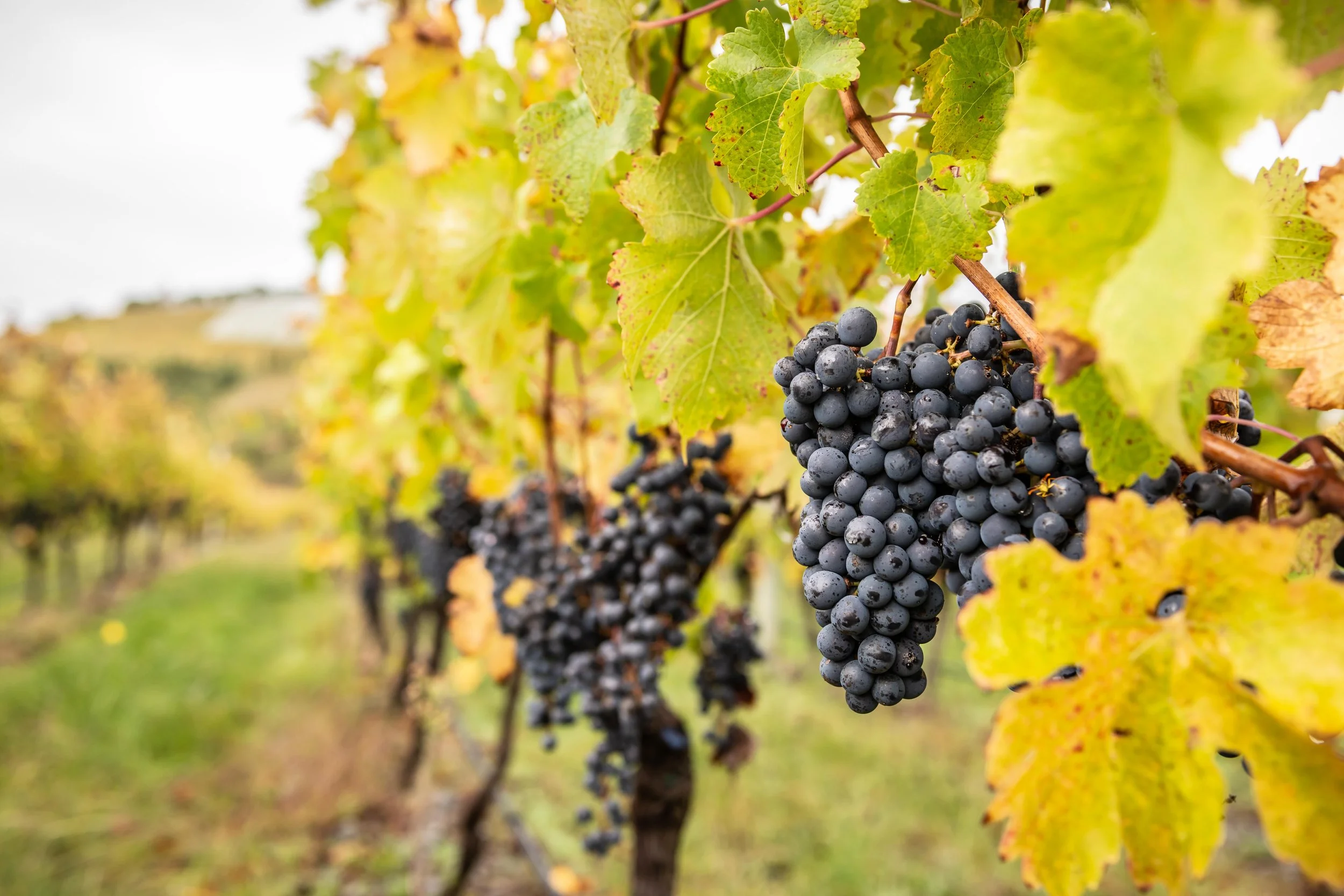 “Cluster of grapes at Trinity Hill Winery – Hawke’s Bay, New Zealand premium vineyard.”
