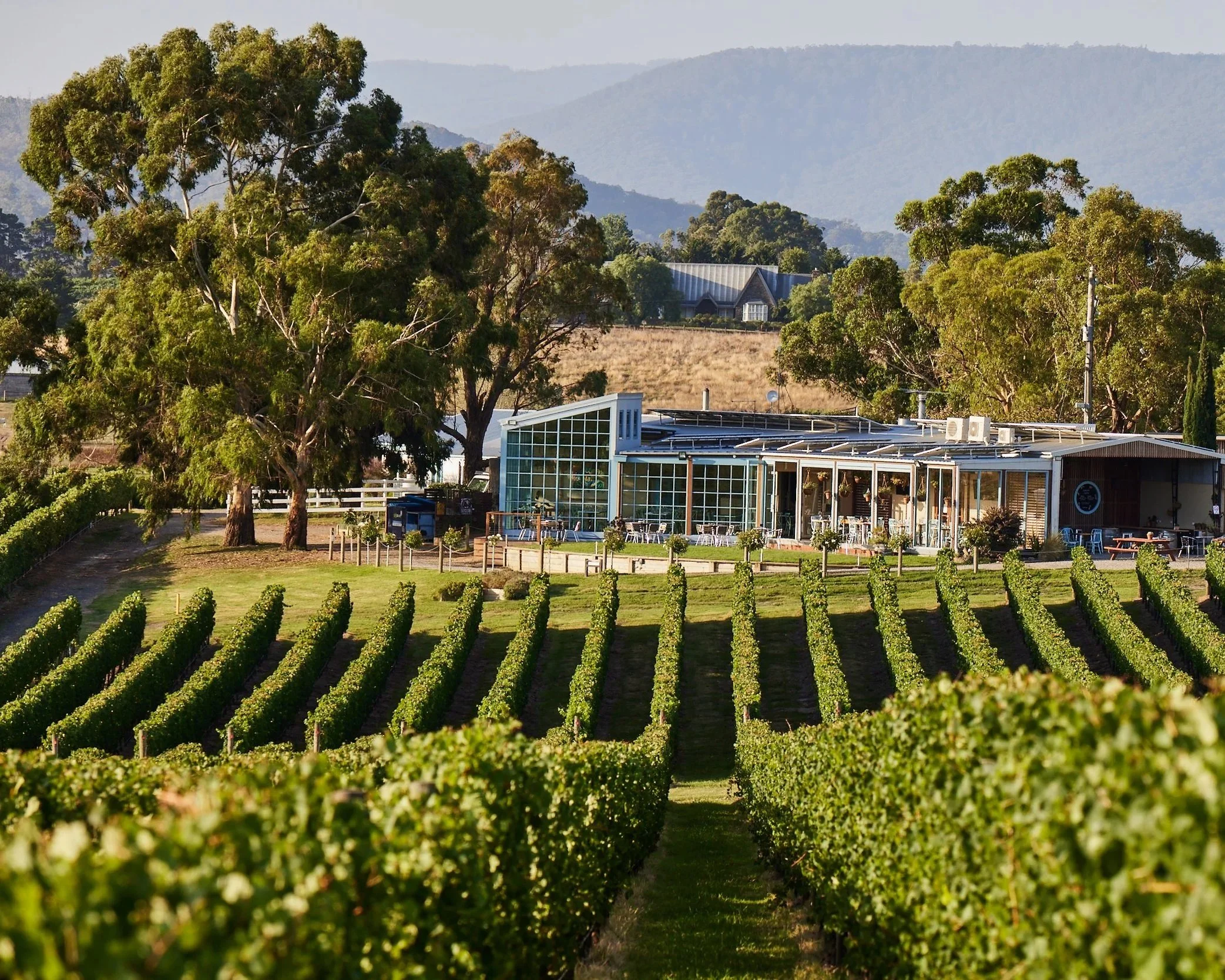 “Soumah Winery vineyard landscape – Yarra Valley boutique winery with scenic grapevines.”