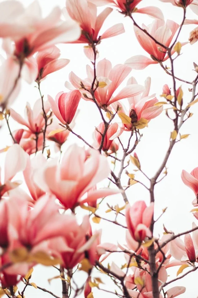 Close-up of pink magnolia flowers blooming on a tree with branches and small leaves against a white sky.