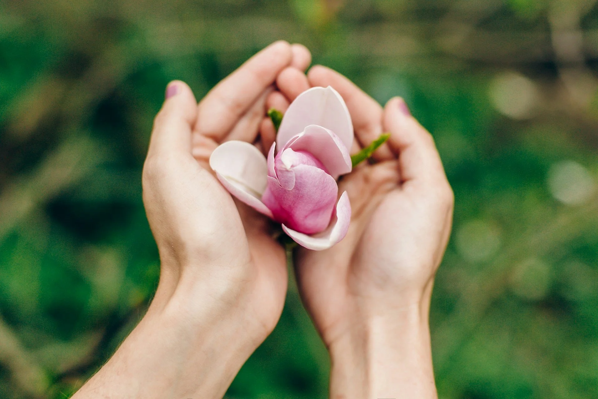 Two hands gently holding pink and white flower petals