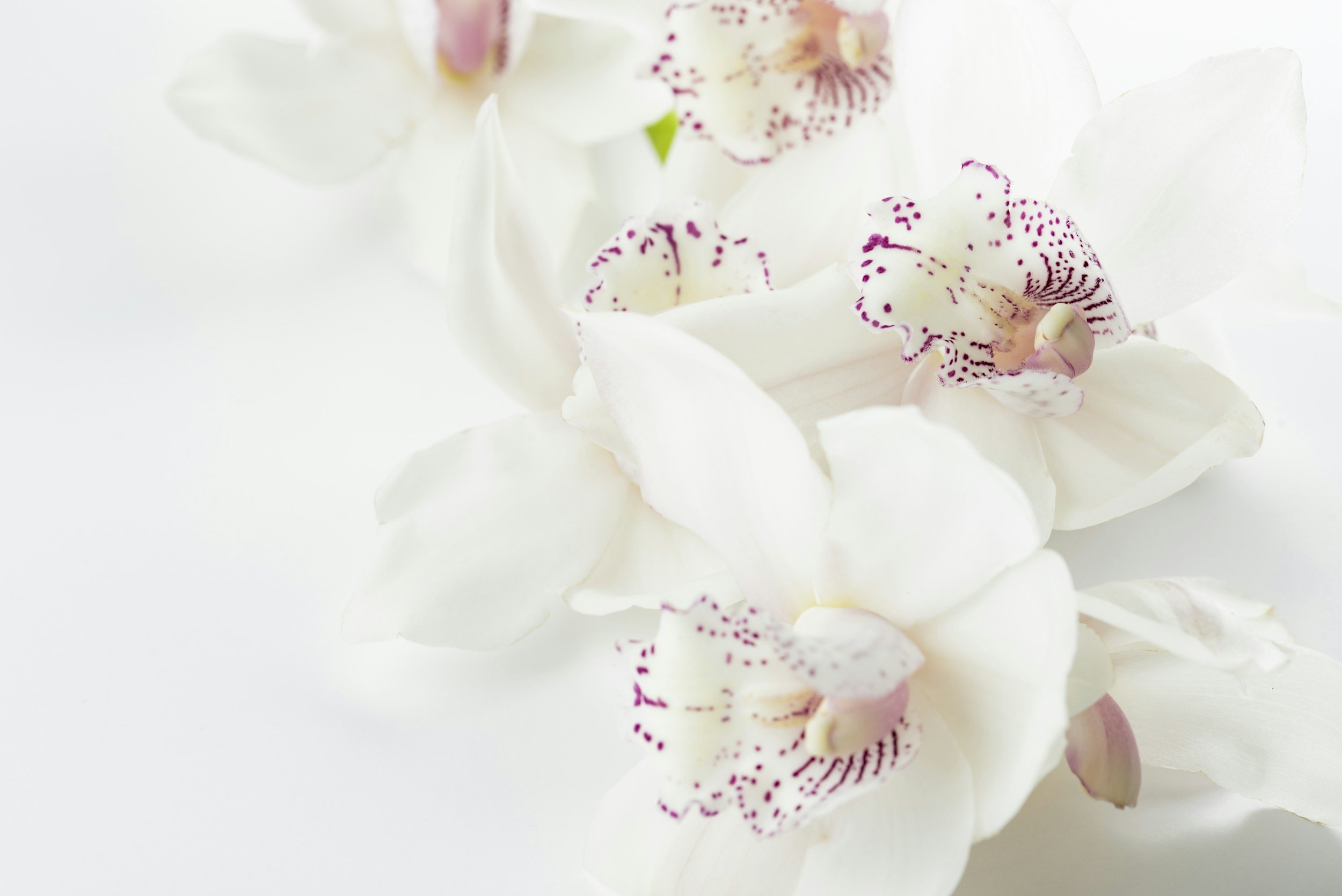 Close-up of white orchid flowers with pink and purple spots on the lips.