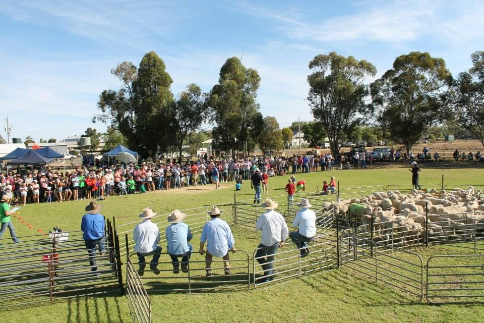 Booligal Sheep Races