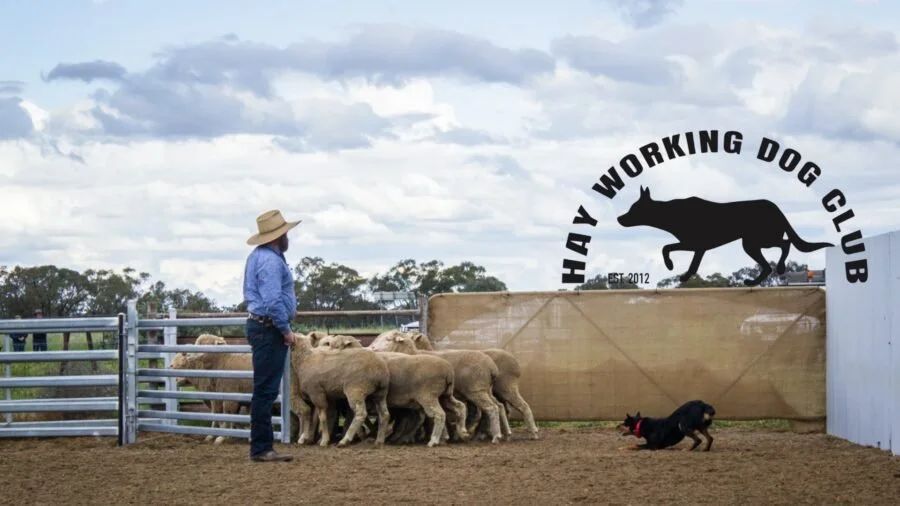Shear Outback Championship Dog Trials