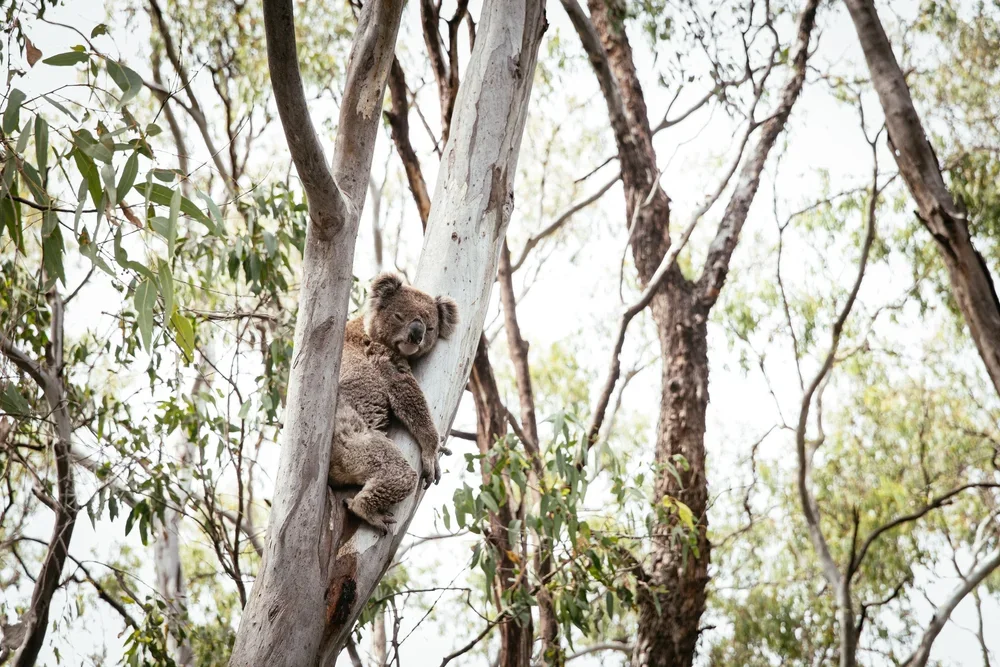 Guaranteed Koala Spotting in NSW: A Guide to Narrandera