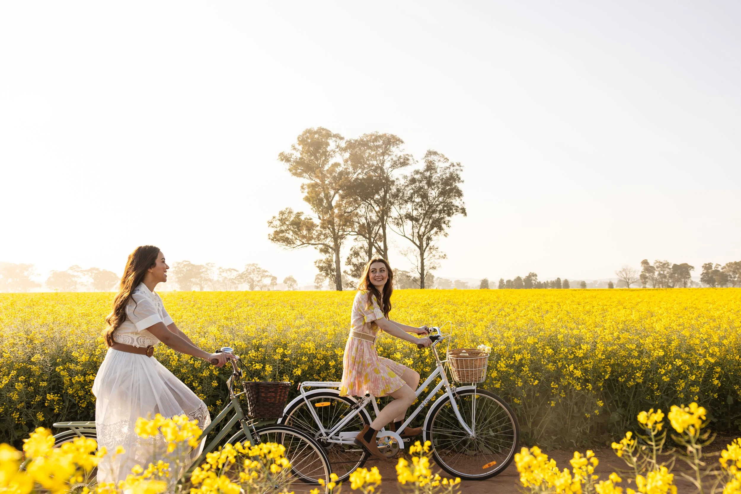Where to See the Best Canola Fields in NSW: Your Guide to Spring in the Riverina
