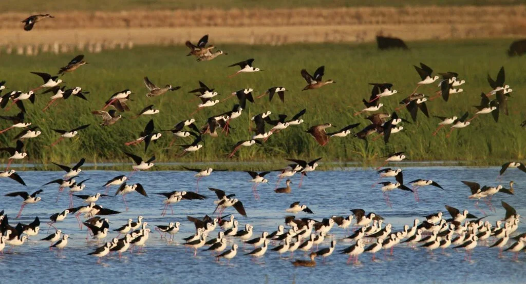 A Twitcher’s Delight | The Best Birdwatching Spots in The Riverina