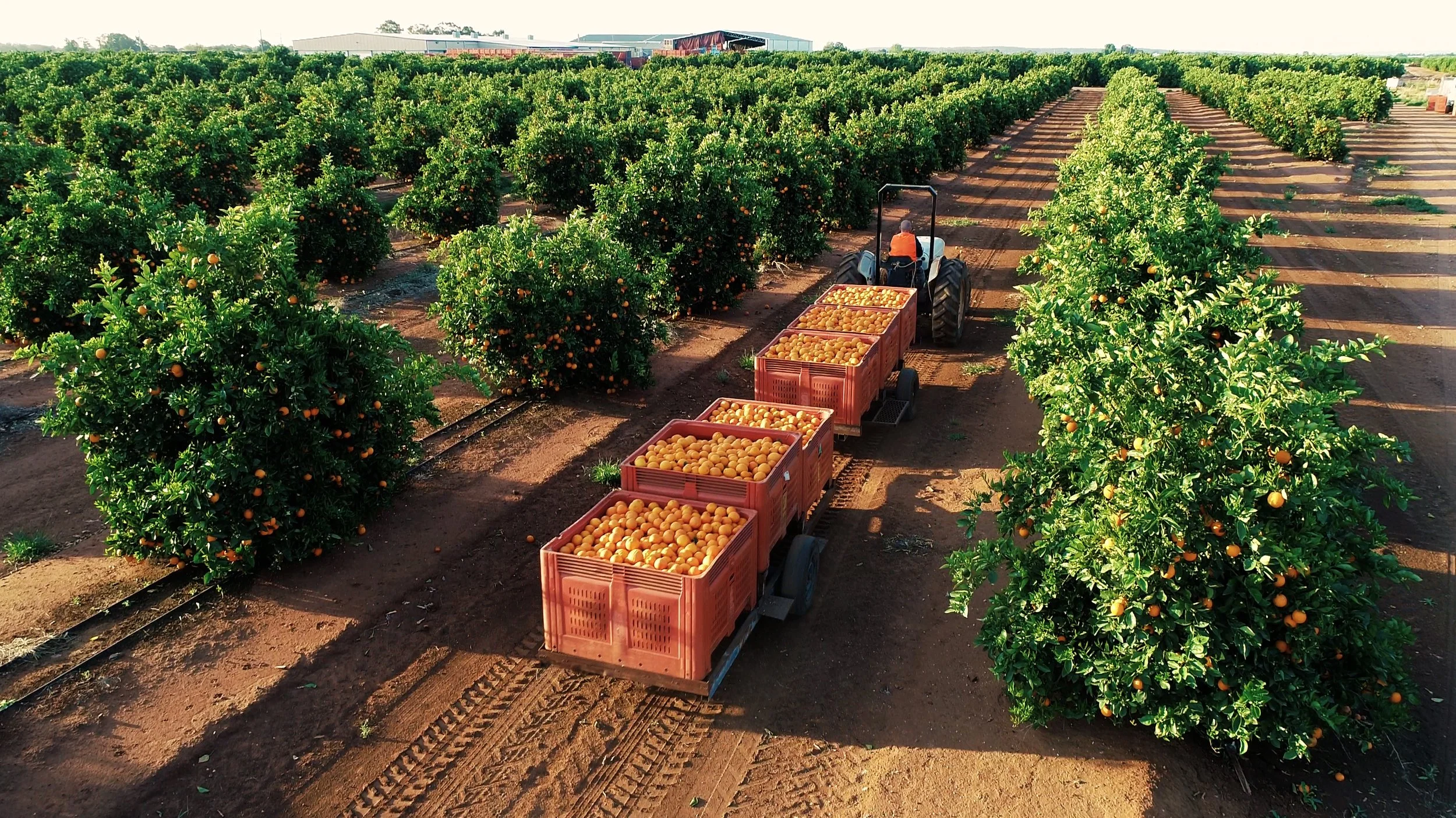 An orange orchard in Griffith NSW with a tractor hauling crates filled with harvested oranges.