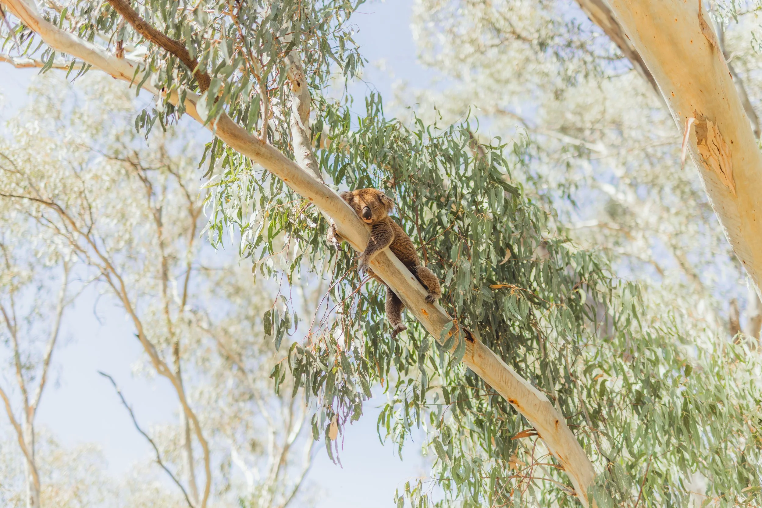 Narrandera NSW koala