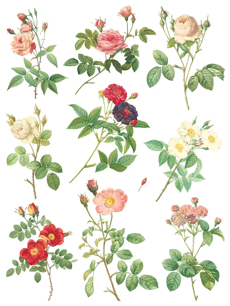 IOD-TRA-ROS_j.webp