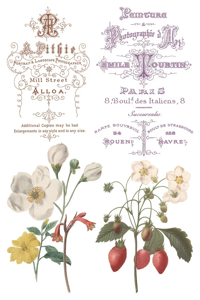 IOD-TRA-OUE_d.webp
