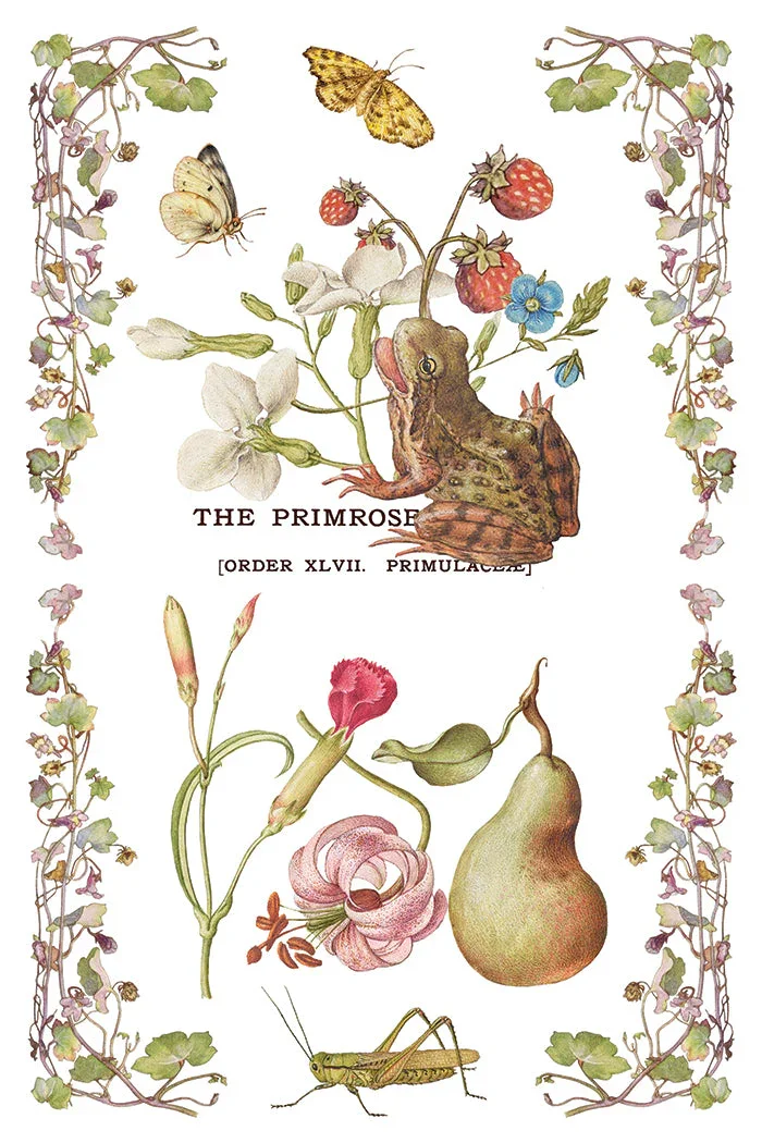 IOD-TRA-PRM_h.webp