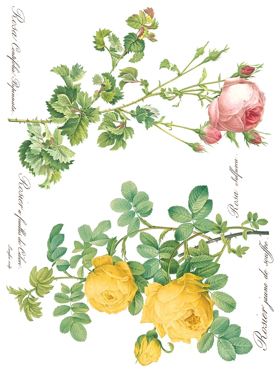 IOD-TRA-ROS_d.webp
