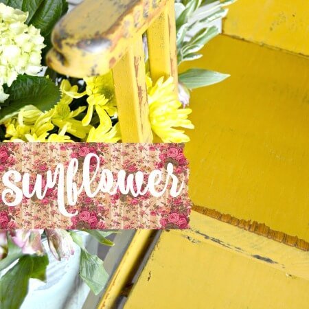 sunflower_b.jpg