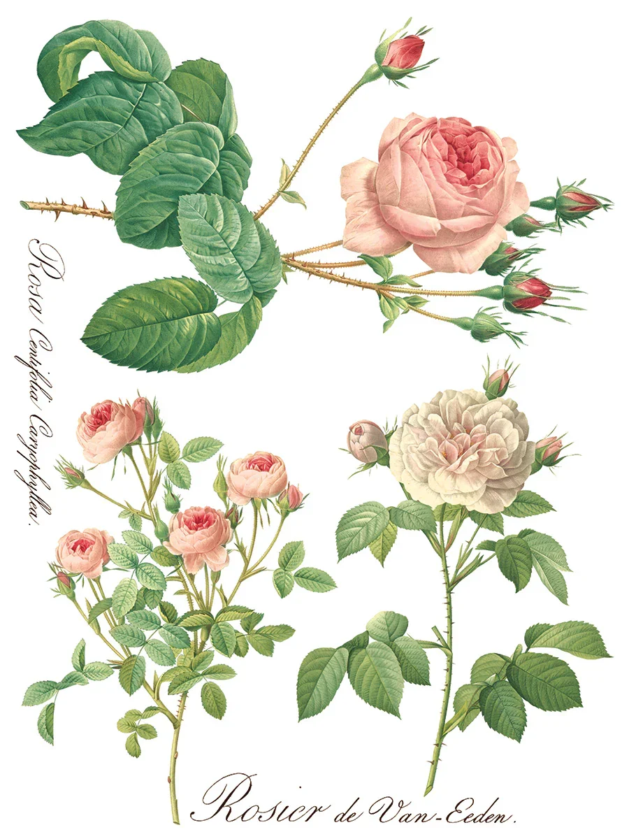 IOD-TRA-ROS_e.webp
