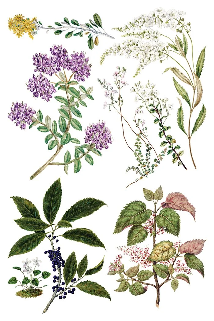 IOD-TRA-SAR_e.jpg