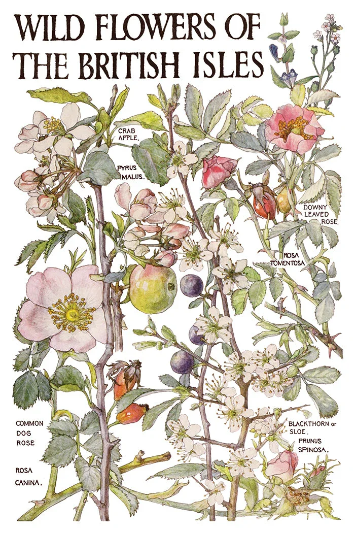 IOD-TRA-PRM_c.webp