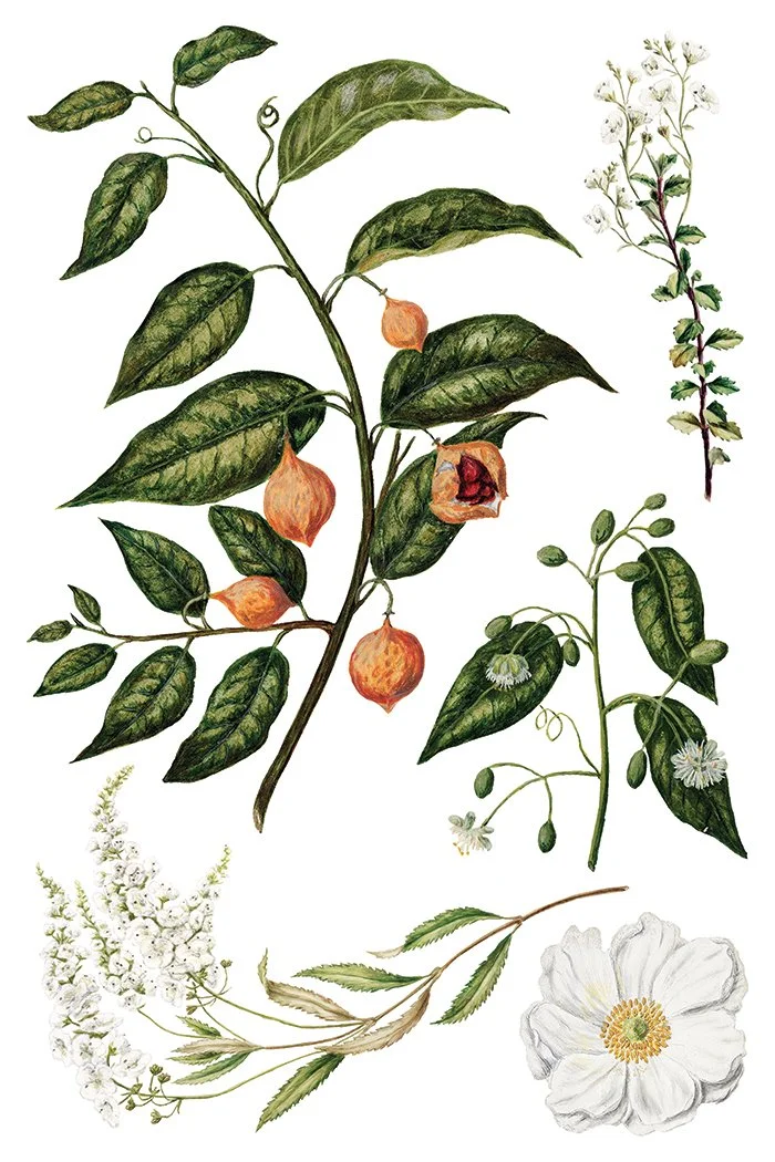 IOD-TRA-SAR_l.jpg
