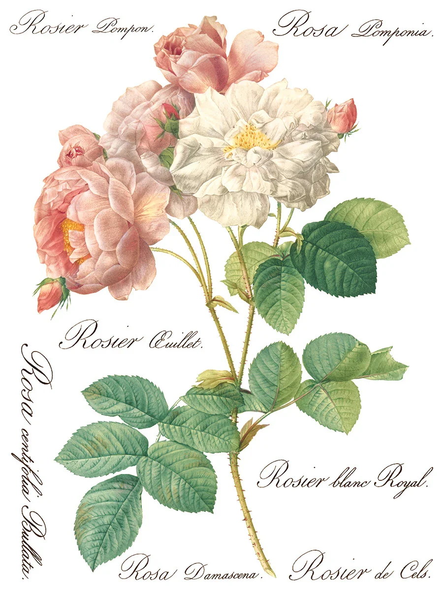 IOD-TRA-ROS_g.webp