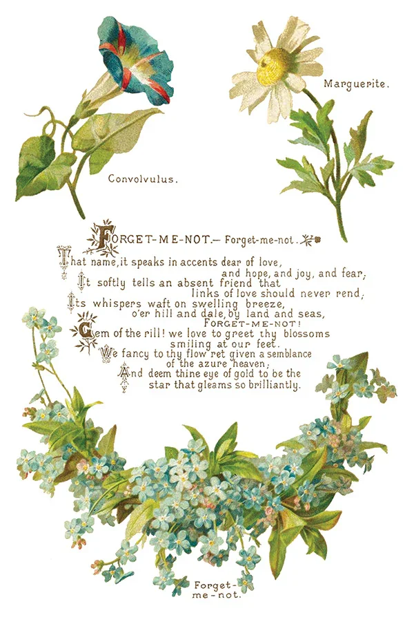 IOD-TRA-LOV_d.webp