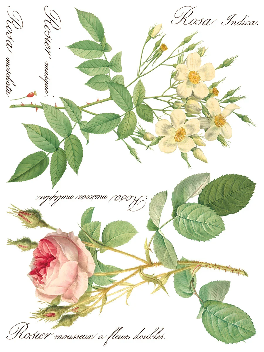 IOD-TRA-ROS_h.webp